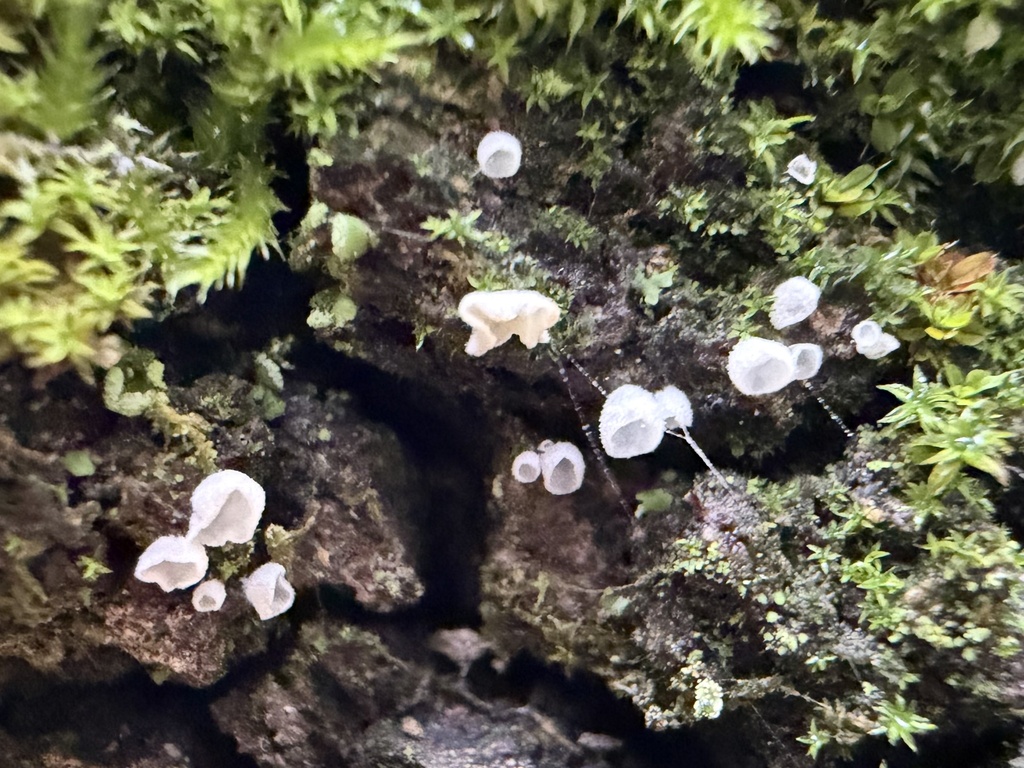 Rimbachia neckerae