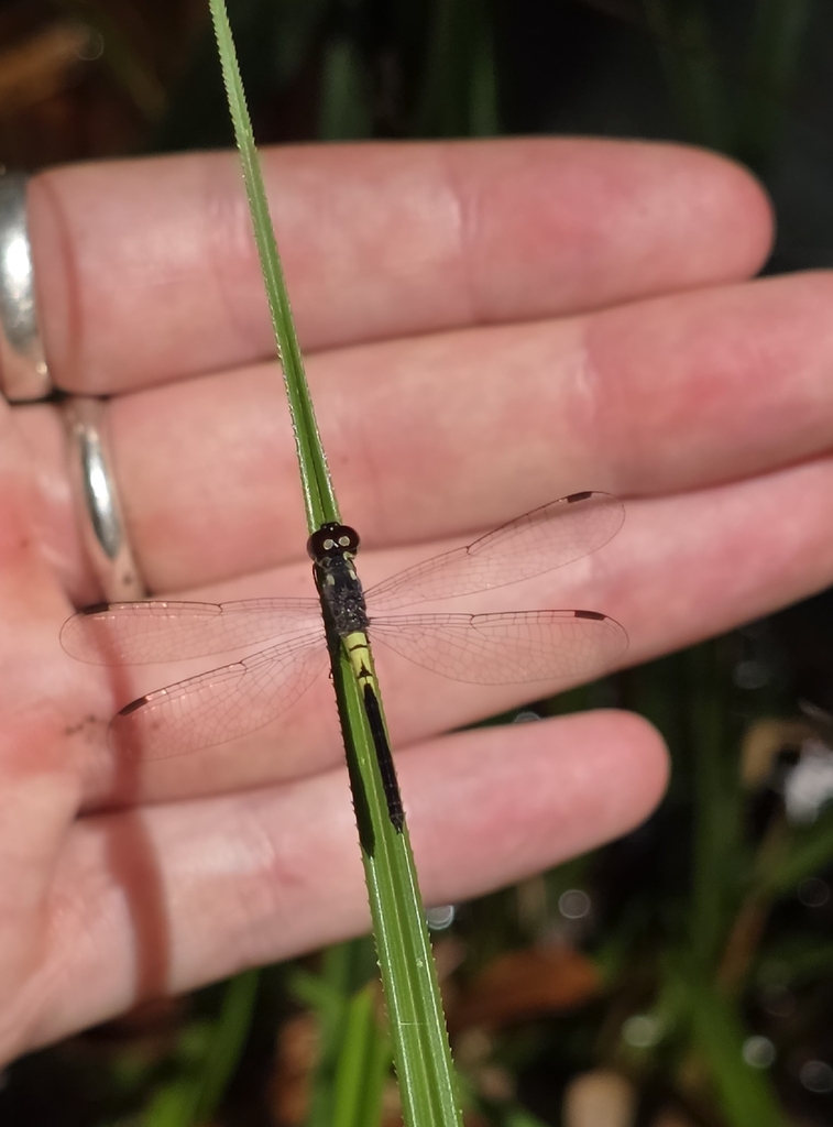 Brachygonia ophelia (Brachygonia ophelia)