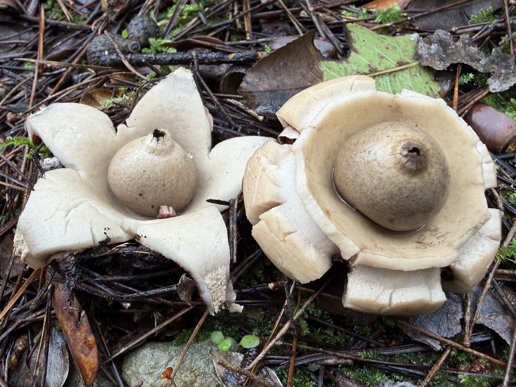 Geastrum michelianum · January 2026 · photo: © lucian_clanet (iNaturalist, cc-by)