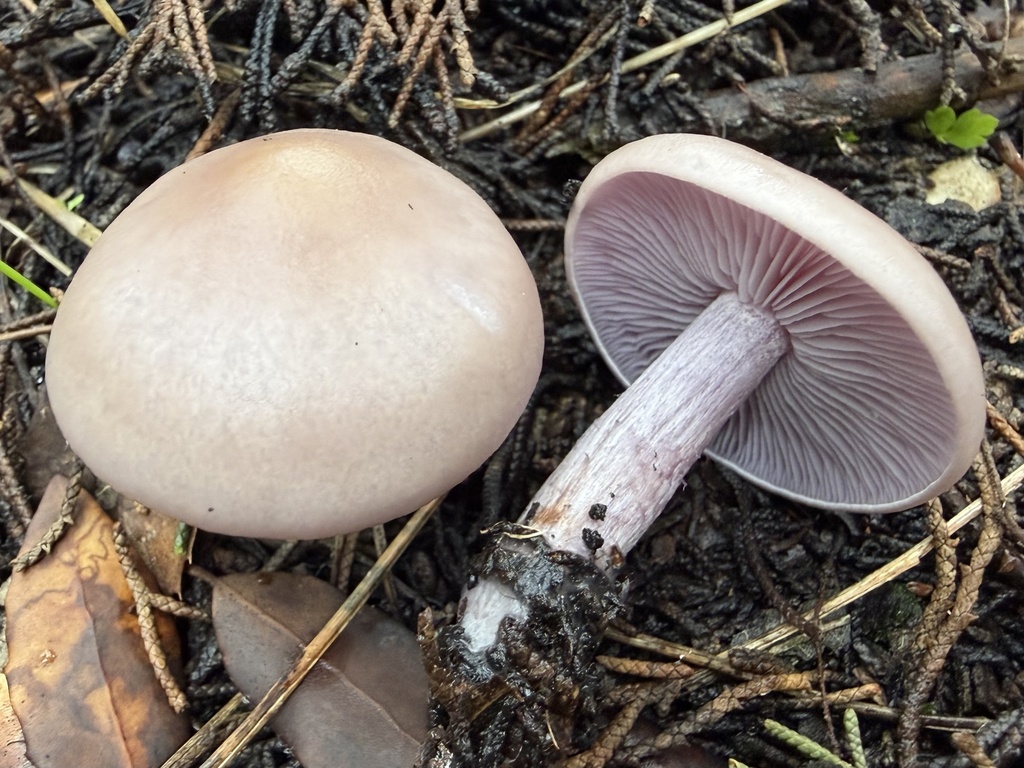 Collybia sordida · January 2026 · photo: © lucian_clanet (iNaturalist, cc-by)