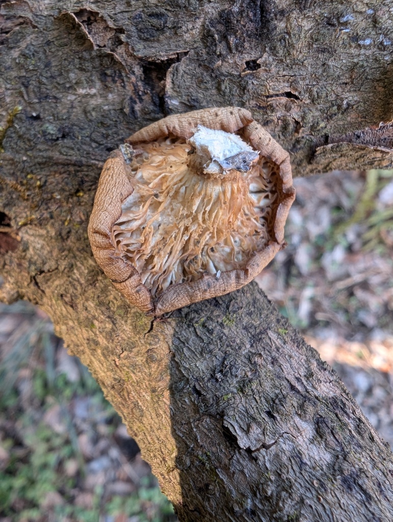 Pleurotus ostreatus · February 2026 · photo: © atsushi_nakajima_cirque (iNaturalist, cc-by)