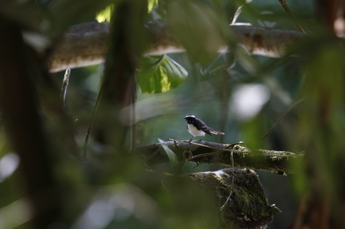 White-browed Fantail (Rhipidura aureola), photo 1