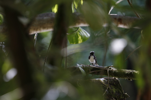 White-browed Fantail (Rhipidura aureola), photo 2