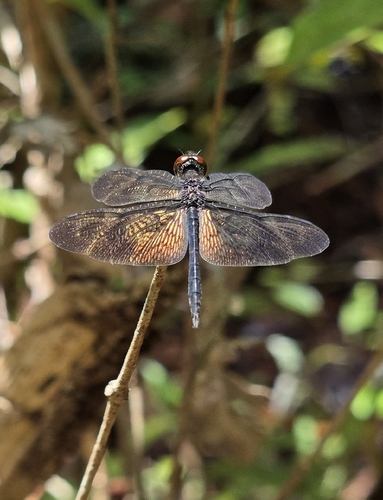 Rhyothemis obsolescens