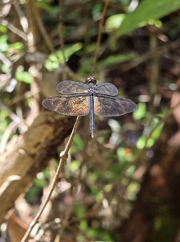 Rhyothemis obsolescens