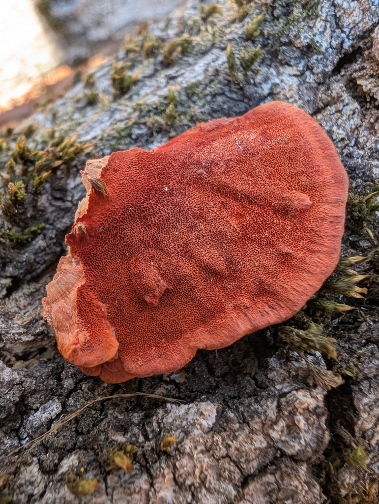 Trametes coccinea · February 2026 · photo: © atsushi_nakajima_cirque (iNaturalist, cc-by)