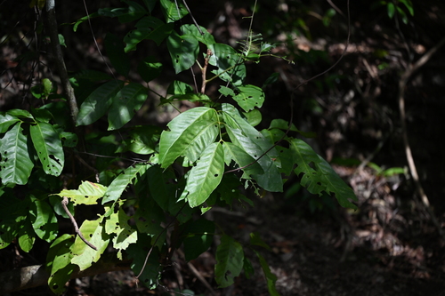 Chisocheton observed 2026-01-31