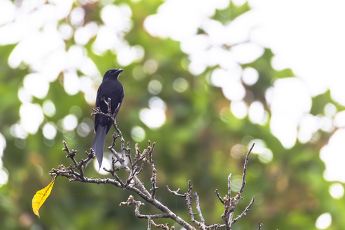 Andaman Drongo (Dicrurus andamanensis), photo 2