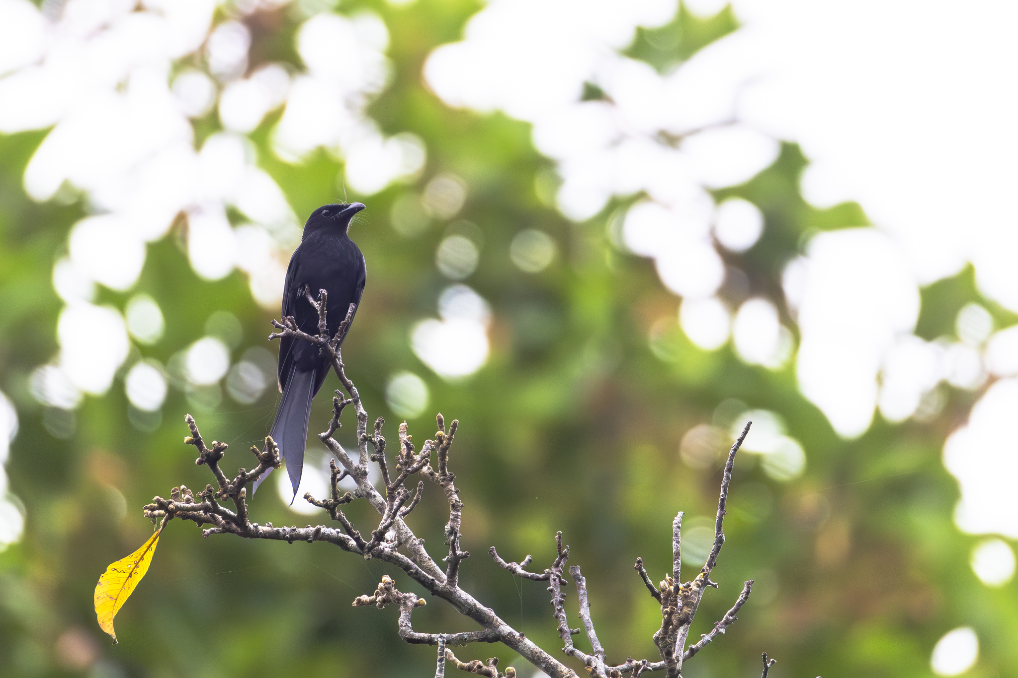 Andaman Drongo (Dicrurus andamanensis), photo 2
