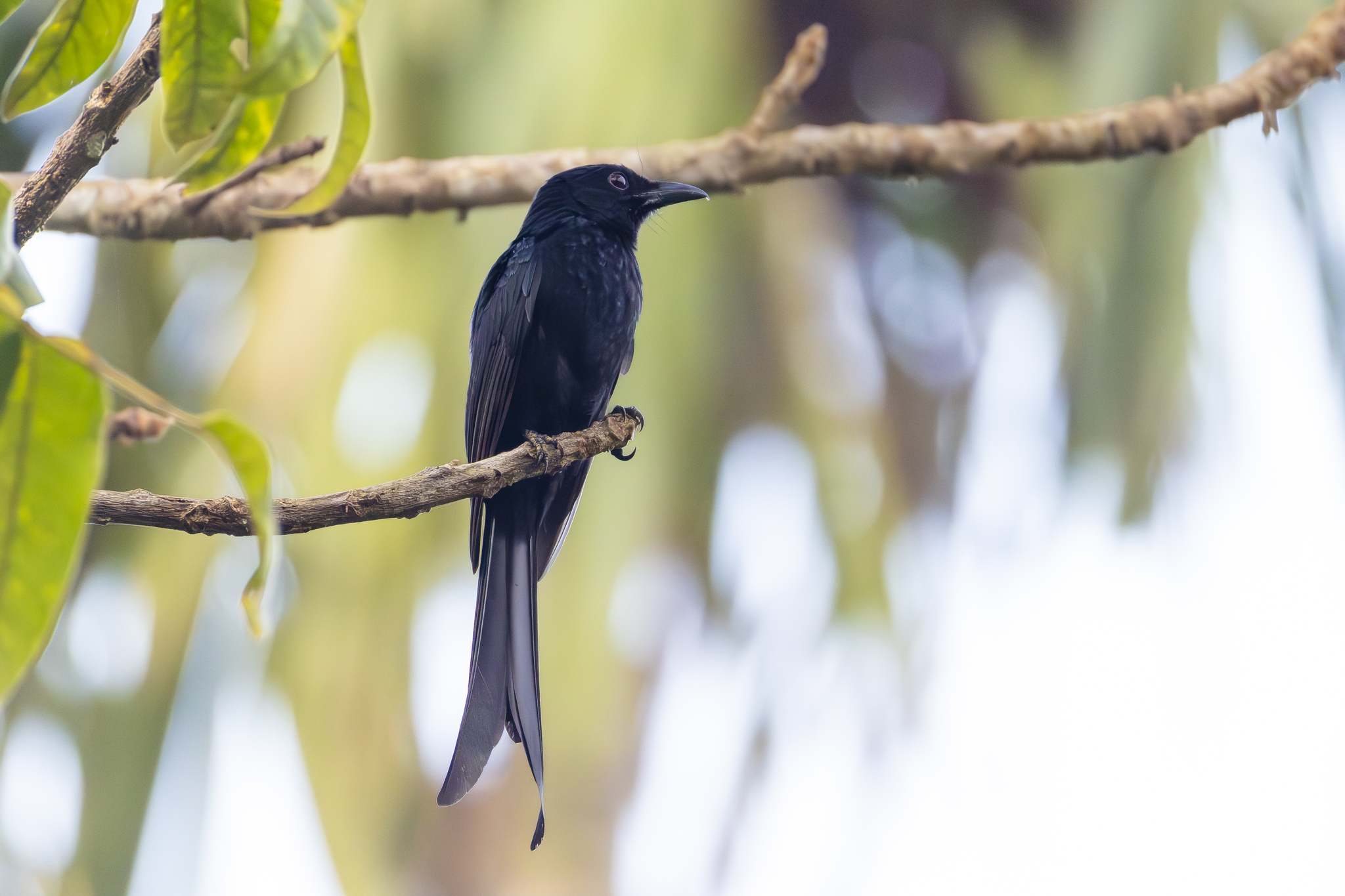 Andaman Drongo (Dicrurus andamanensis), photo 1