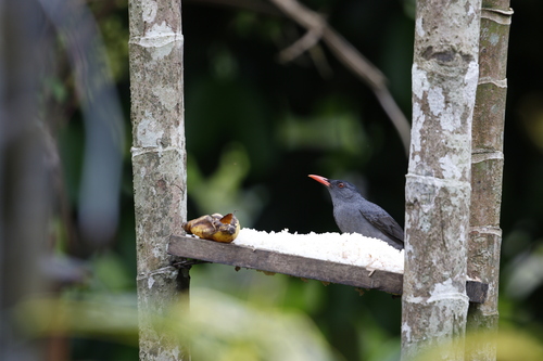 Square-tailed Bulbul (Hypsipetes ganeesa)