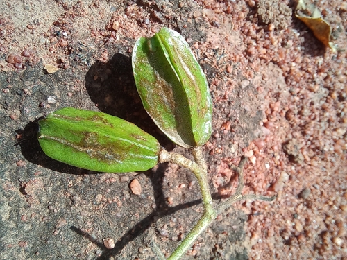 Kirkia (Kirkia acuminata)