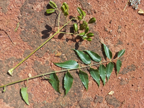 Kirkia acuminata, photograph 6