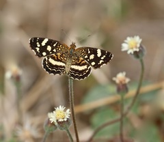 Anthanassa tulcis