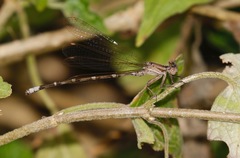 Argia sedula