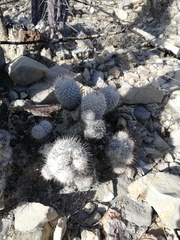 Mammillaria haageana meissneri