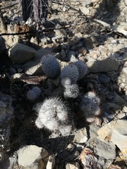 Mammillaria haageana meissneri