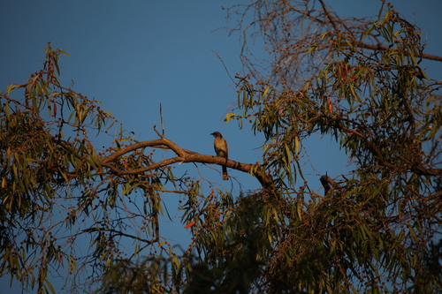 Singing Honeyeater (Gavicalis virescens), photo 4