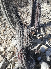 Lemaireocereus hollianus