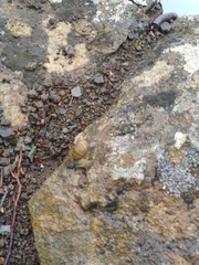 Bothriembryon tasmanicus