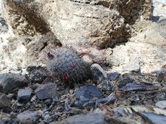 Mammillaria haageana meissneri