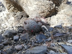 Mammillaria haageana meissneri