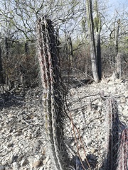 Lemaireocereus hollianus