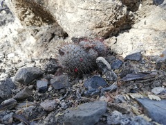 Mammillaria haageana meissneri