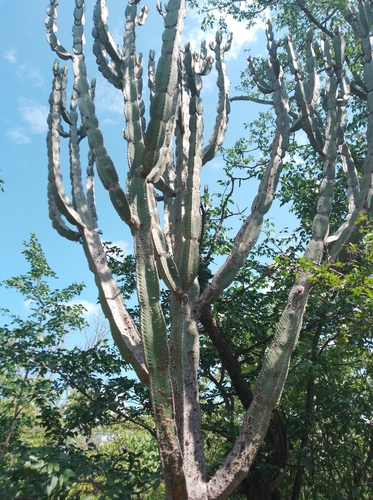 Common Tree Euphorbia