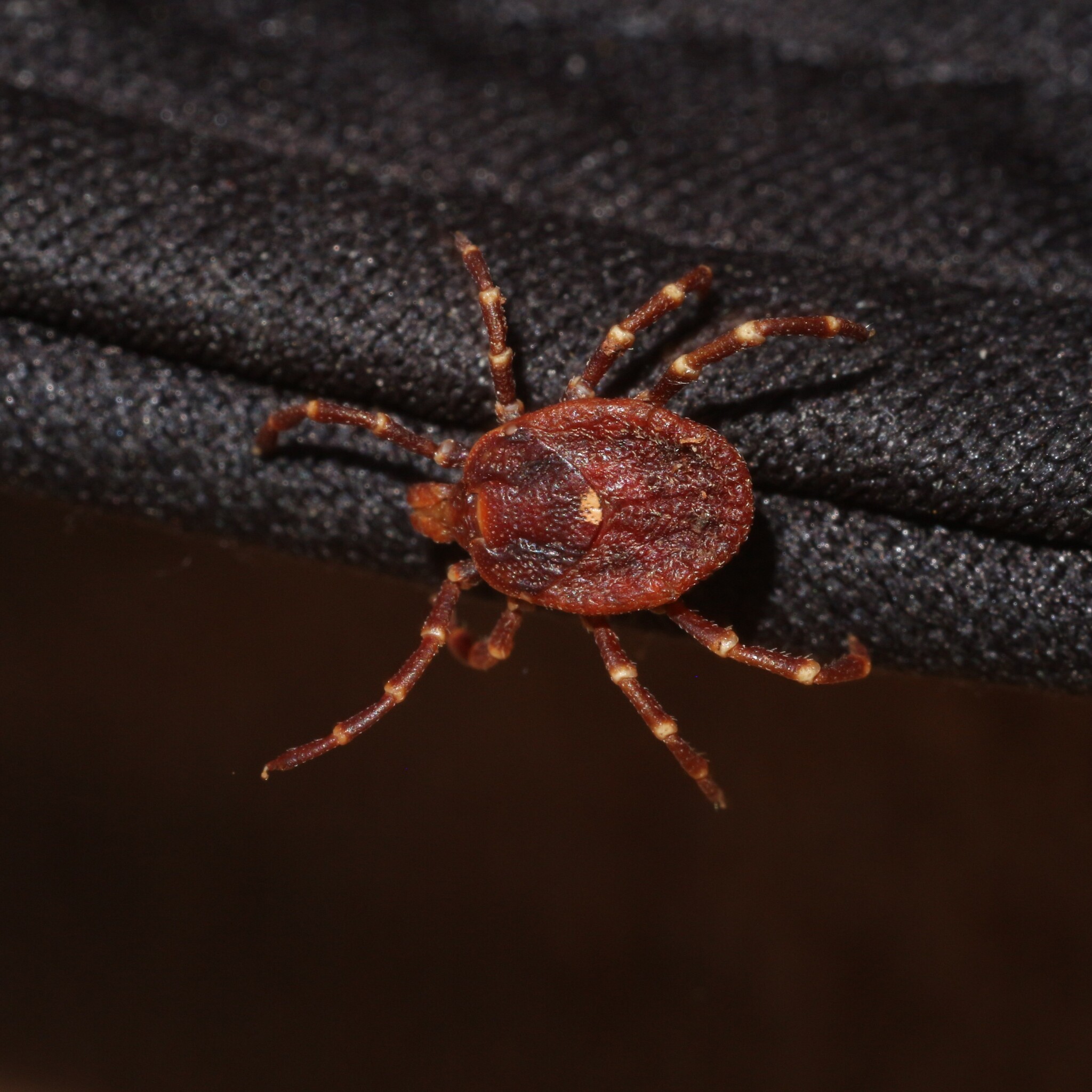 Amblyomma triguttatum Koch, 1844