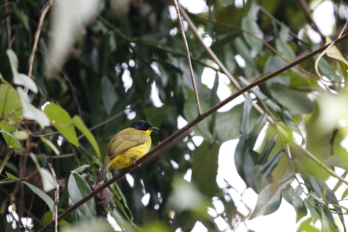 Black-capped Bulbul (Rubigula melanictera), photo 5