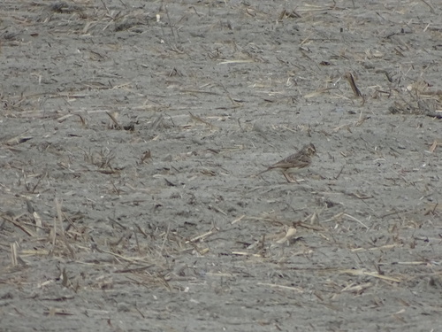Oriental Skylark (Alauda gulgula), photo 3