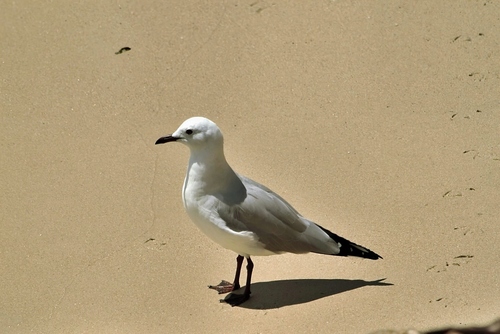 Hartlaub's Gull (Chroicocephalus hartlaubii), photo 5