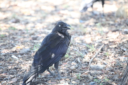 Australian Raven (Corvus coronoides), photo 6