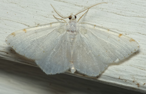 Lesser Maple Spanworm Moth photo 6