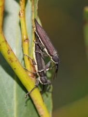 Rhinotia phoenicoptera