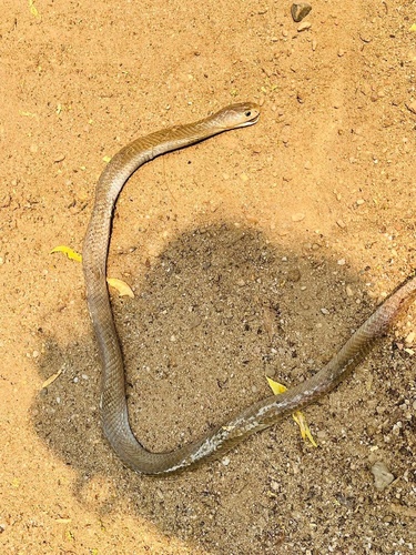 Photo of a Mandalay Cobra (Naja mandalayensis)
