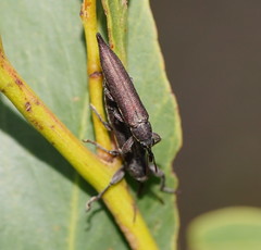 Rhinotia phoenicoptera