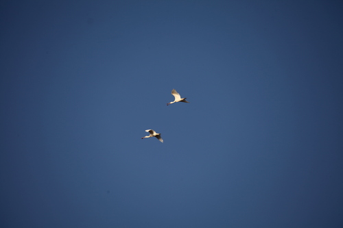 Yellow-billed Spoonbill (Platalea flavipes), photo 4