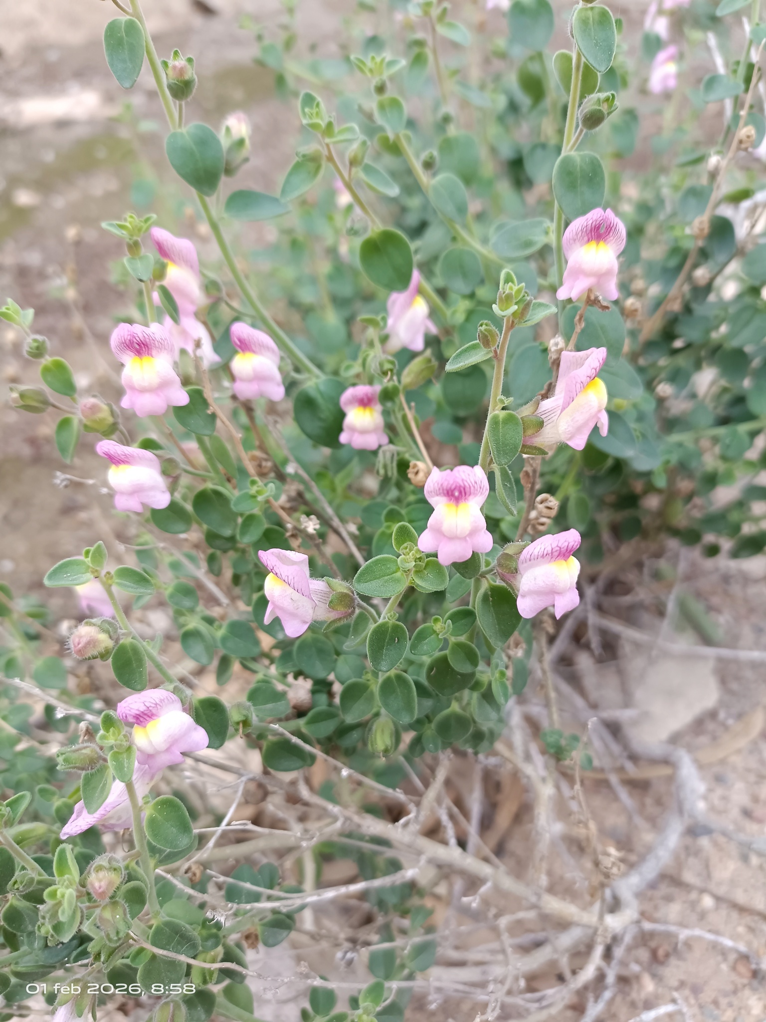 Dragoncillo del Cabo de Gata