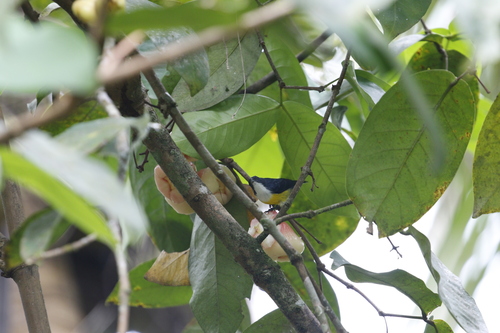 Legge's Flowerpecker (Pachyglossa vincens), photo 9