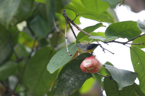 Legge's Flowerpecker (Pachyglossa vincens), photo 6