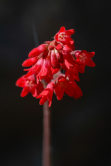 Heuchera sanguinea