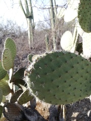 Opuntia pilifera