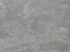 Cinclodes comechingonus