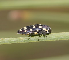 Diphucrania duodecimmaculata