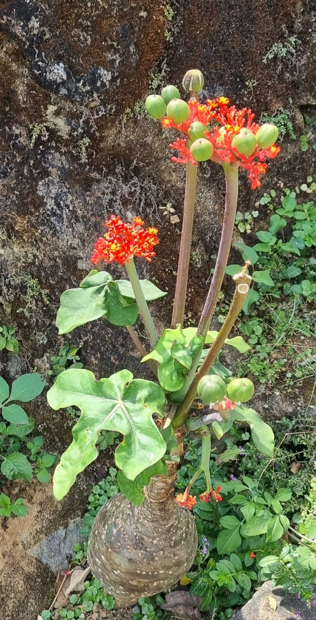 Jatropha podagrica (Jatropha podagrica)