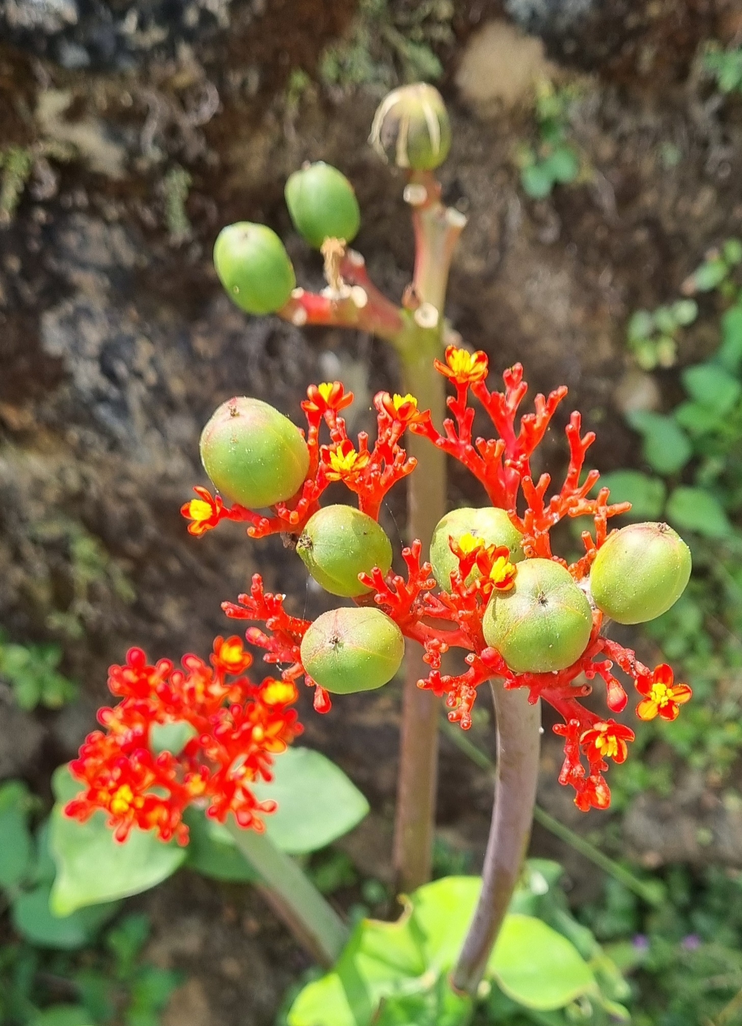 Jatropha podagrica — ảnh 2