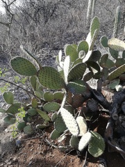 Opuntia pilifera