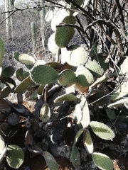 Opuntia pilifera